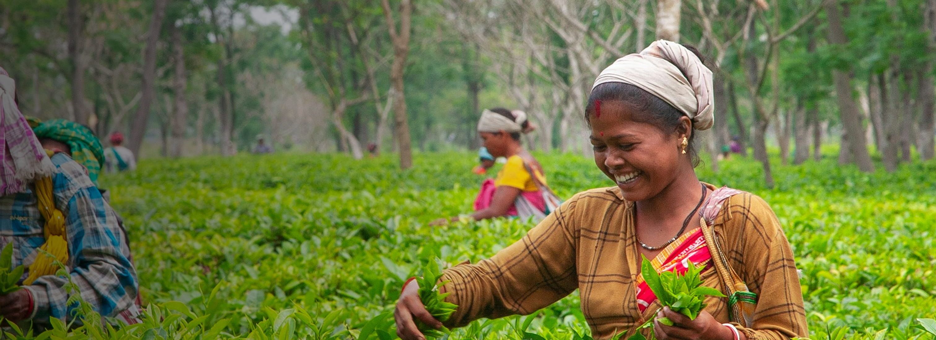 The Orange Movement™